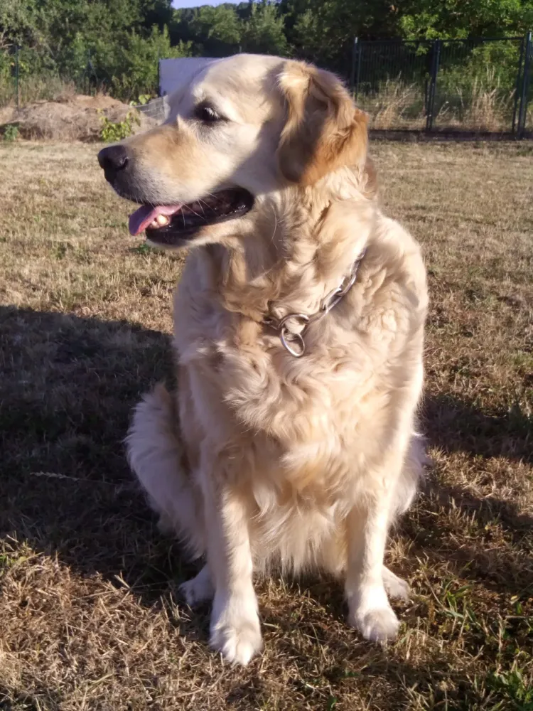 Faya golden retriever