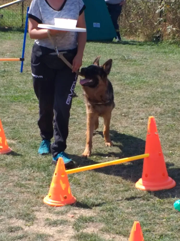 éducation chien