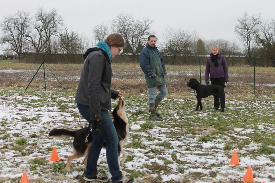 Comportementalisme canin près de Pont à Mousson