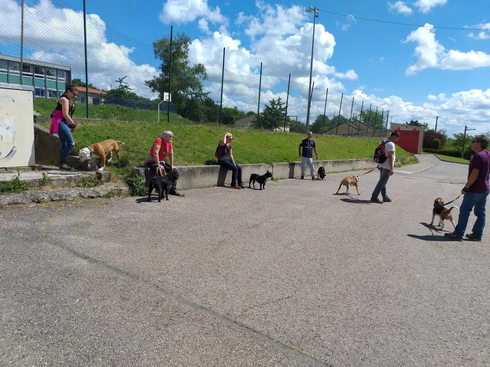 Sortie éducative canine