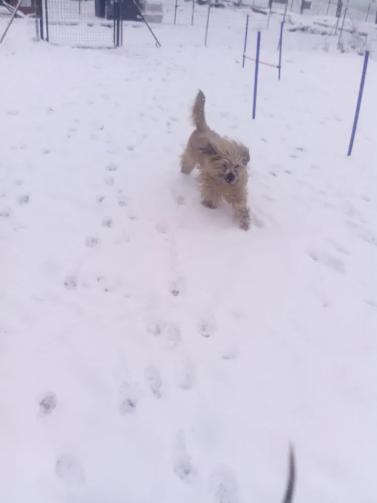 Chien dans la neige