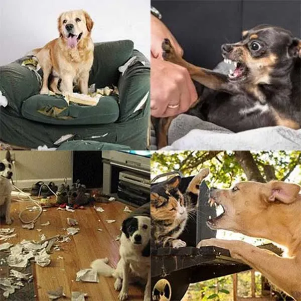 Comportementaliste canin