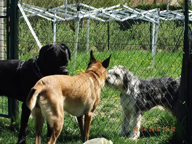 Éducation pour chien près de Pont à Mousson