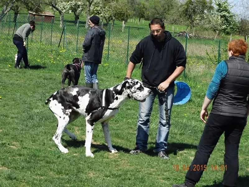 Comportementaliste pour chien près de Pont à Mousson