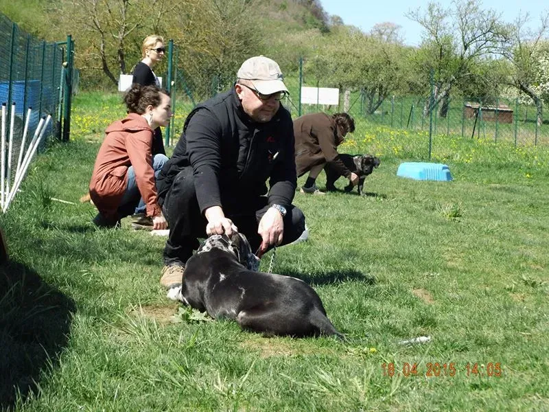 Éducation canine près de Pont à Mousson