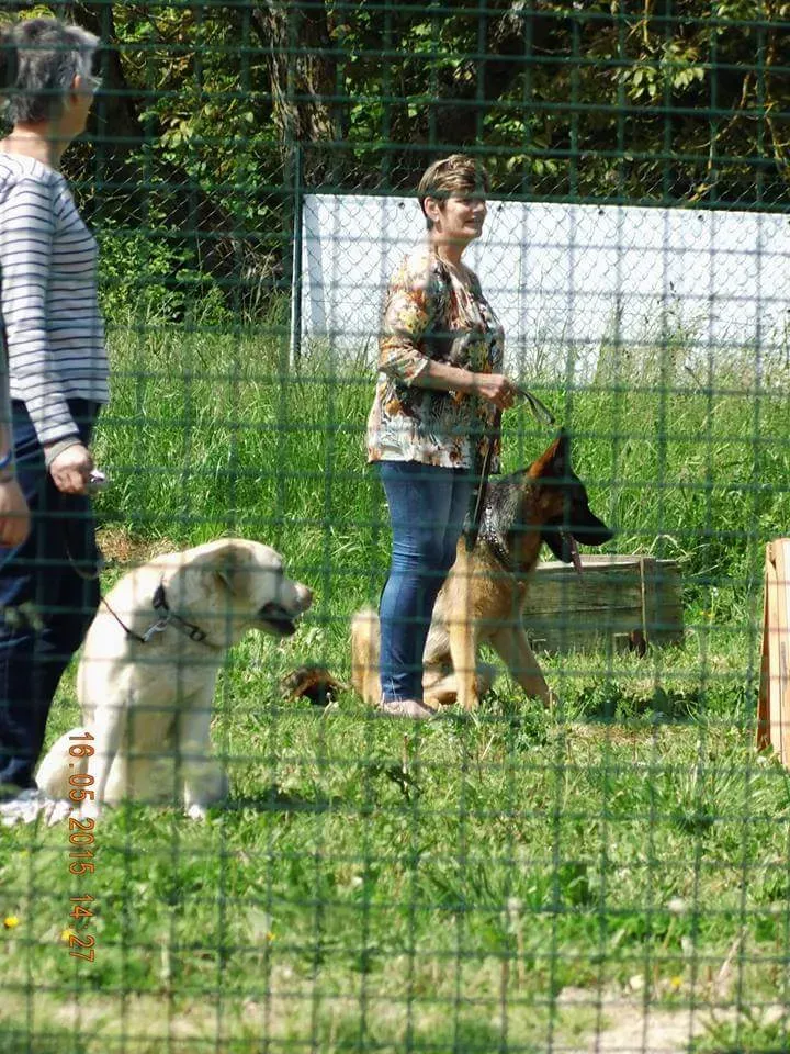 Cours collectifs éducation canine