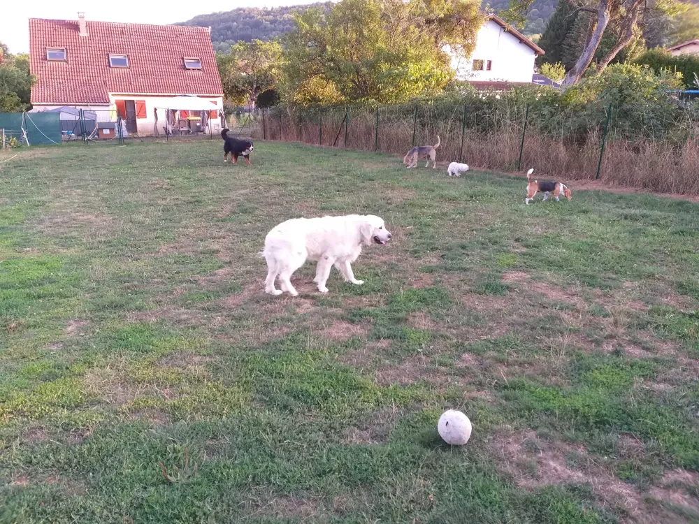 Pension pour chiens