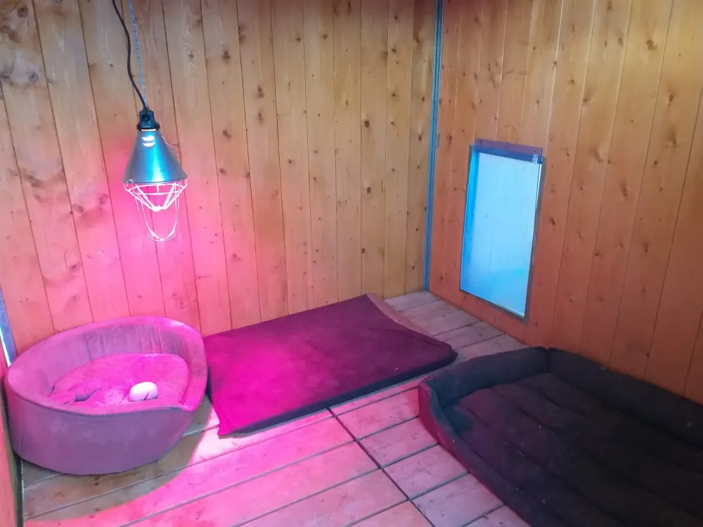 Box pension pour chien
