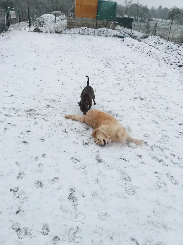 Chiens dans la neige