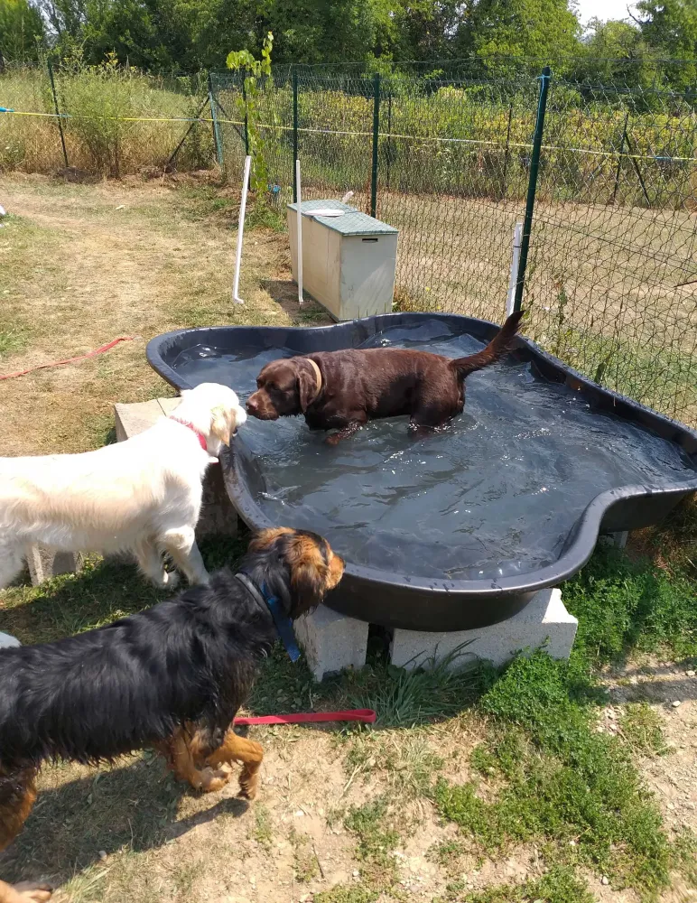 Pension pour chiens