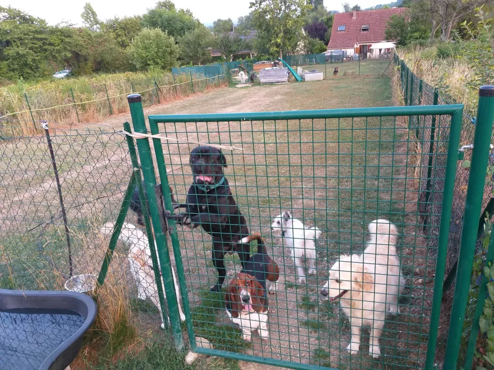 Pension pour chiens