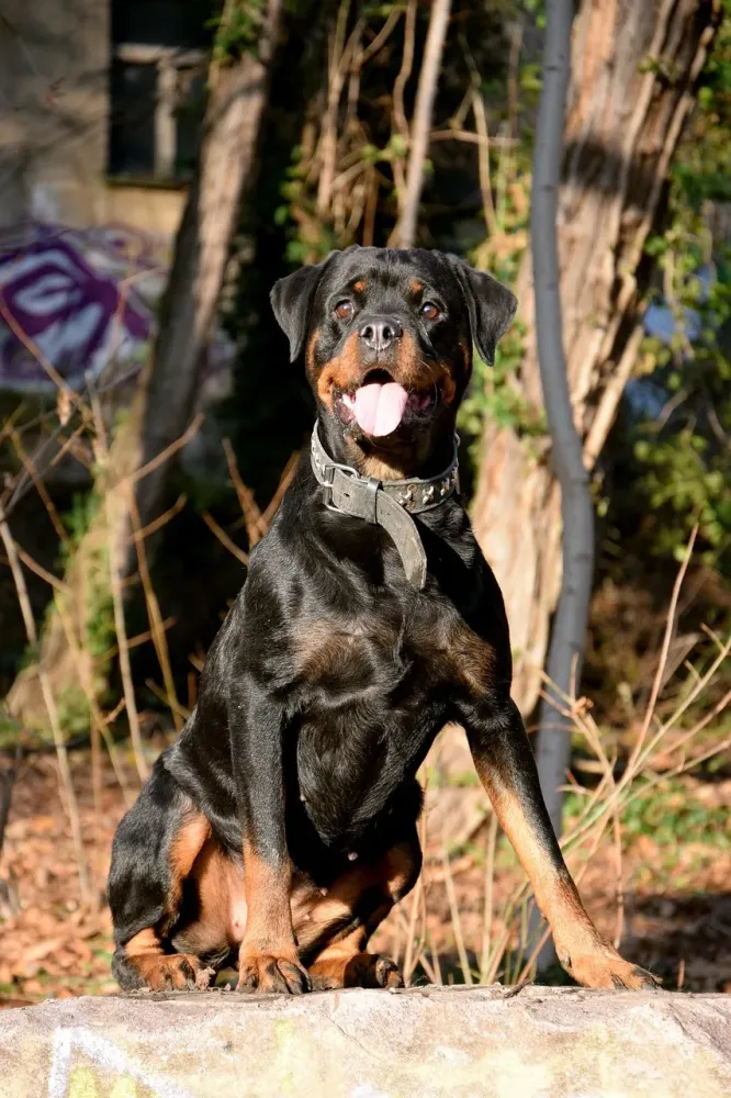 rotweiler