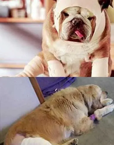 secourisme canin