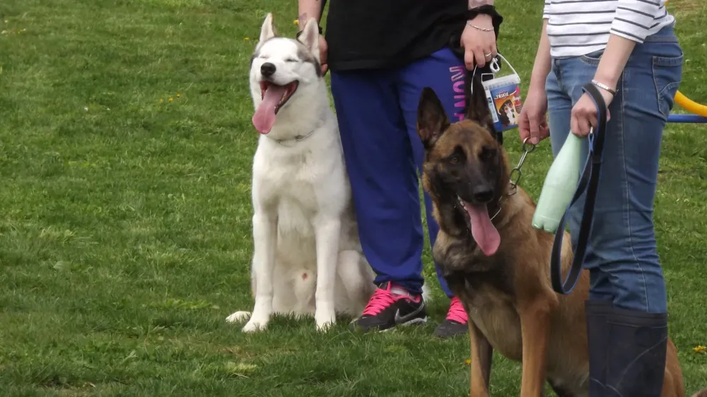 Formation canine près de Pont à Mousson