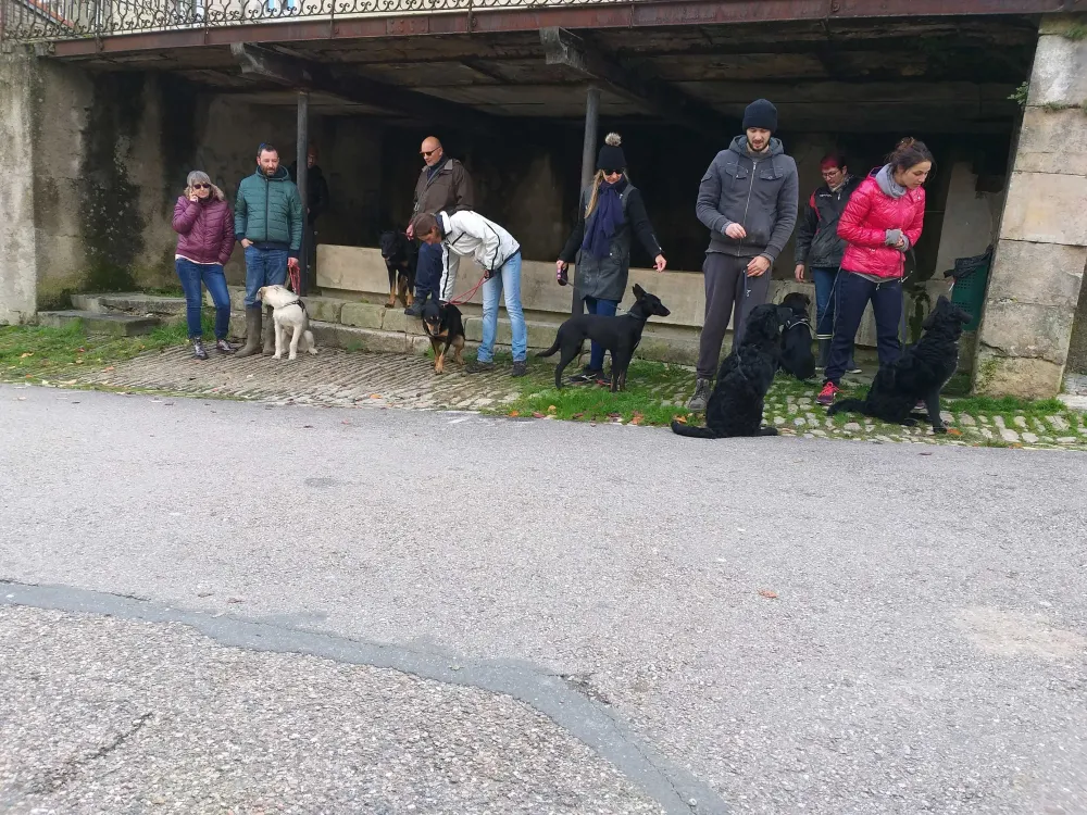 Cours collectifs éducation canine